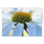 Elegant White Coneflower Card