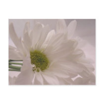 Elegant White Daisies postcards by AJsGraphics Elegant White Daisies postcards