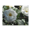 Elegant White Roses postcards