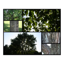 Elements of a tree posters
