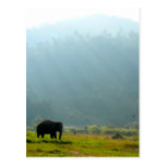 Elepant Post Card