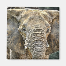 Elephant African Face On Magnet
