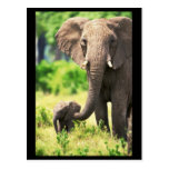 Elephant and Baby Post Cards