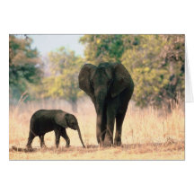 Elephant and Cute Calf Cards