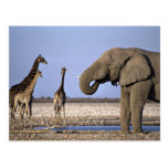 Elephant and giraffe at watering place postcard
