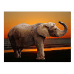Elephant at sunset post cards