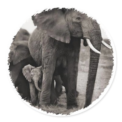 Elephant & Baby Elephant Sticker