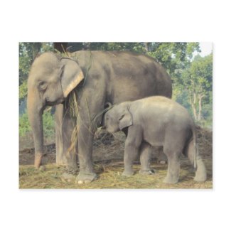 Elephant breeding center chitwan - babby and mommy postcard
