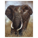 Elephant Bull Prints Letterhead Design