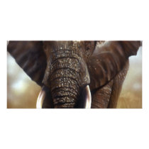 Elephant Bull Prints Photocards by craighbarber Elephant Bull Prints Photocards