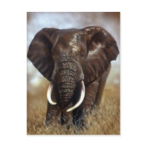 Elephant Bull Prints Postcards