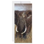 Elephant Bull Prints Rack Cards rack cards