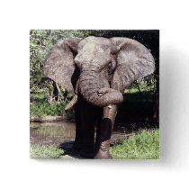 Elephant buttons
