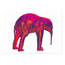 Elephant Calf, Red/Pink, White Back