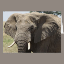 Elephant cards