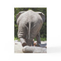 Elephant cards
