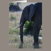 Elephant cards
