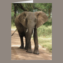 Elephant cards