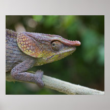 Elephant chameleon, Madagascar Print