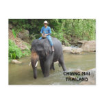 elephant, chiang mai, thailand, postcard, photo,