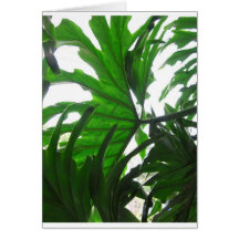 Elephant-Ear-Philodendron 10 Cards