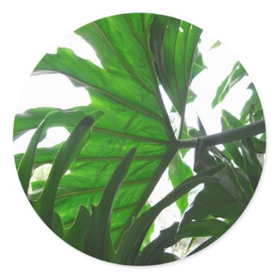 Elephant-Ear-Philodendron 10 Stickers by LivingNature