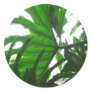 Elephant-Ear-Philodendron 10