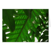 Elephant-Ear-Philodendron 17 Card