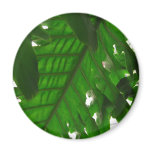 Elephant-Ear-Philodendron 17 Refrigerator Magnets