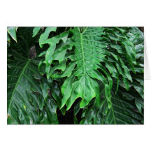Elephant-Ear-Philodendron 20 Card