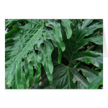 Elephant-Ear-Philodendron 6 Greeting Card