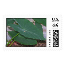 Elephant Ear Plant postage by gfrbf3761 Elephant Ear Plant postage