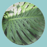 Elephant Ear Tropical Plant plates