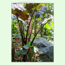Elephant Ears cards
