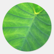 Elephant Ears - Colocasia Stickers