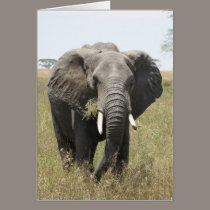 Elephant Eating cards