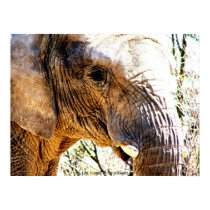 Elephant Encounter posters