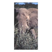 Elephant - Etosha National Park, Namibia Picture Card