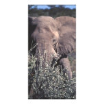 Elephant - Etosha National Park, Namibia Picture Card