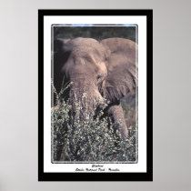 Elephant - Etosha National Park, Namibia Poster