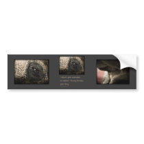 Elephant Eye bumper stickers by NorthRiverEditions Elephant Eye bumper stickers
