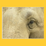 Elephant Eye Closeup Postcard postcards