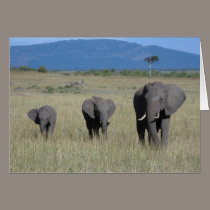 Elephant Family cards