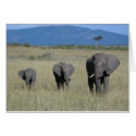Elephant Family cards