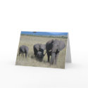 Elephant Family cards