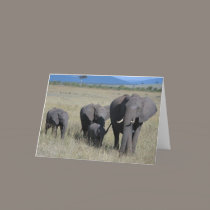 Elephant Family cards