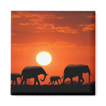 Elephant family refrigerator magnets