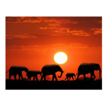 Elephant family post card
