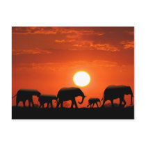 Elephant family post card