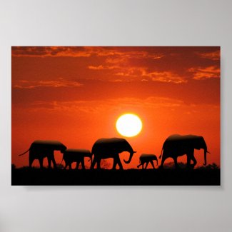 Elephant family poster